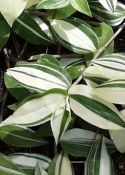 PLETYKA (Tradescantia fluminensis ´Variegata´)