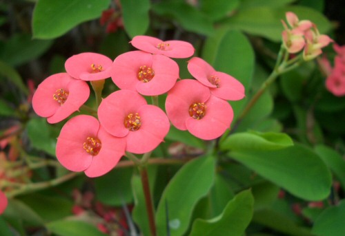 POMPÁS KUTYATEJ (Euphorbia milii)