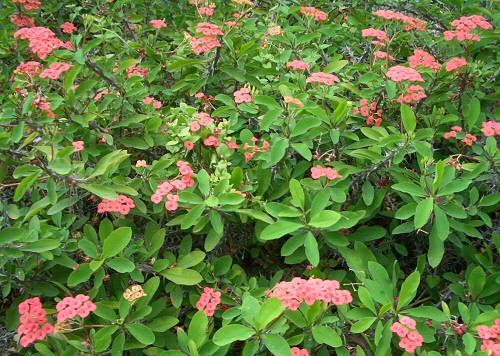 POMPÁS KUTYATEJ (Euphorbia milii)