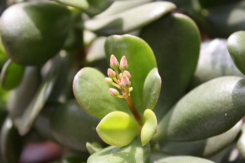 Crassula ovata