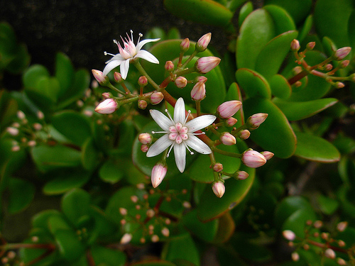 Crassula ovata