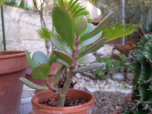 Crassula ovata- pozsgafa