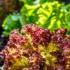 Mi a különbség a fejes saláta és a tépősaláta (lollo rosso) között?