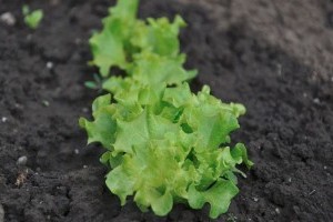 A fejes saláta távol tartja a földi bolhákat