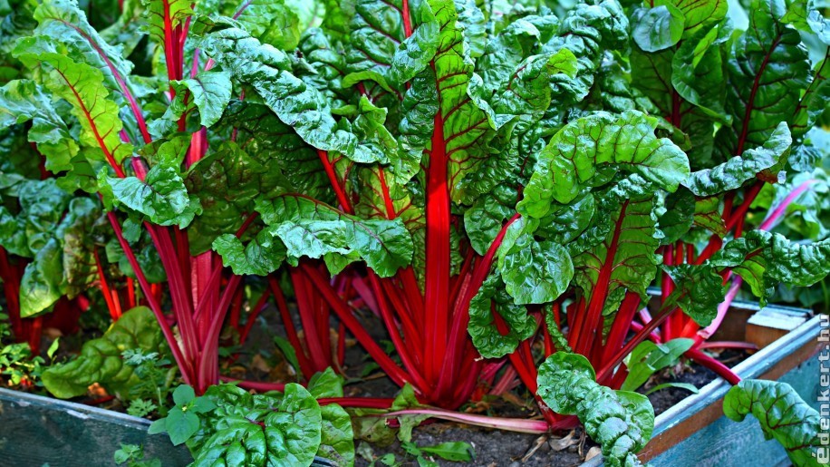3 zöldség, amit ha most elültetsz, még tél előtt szüretelhetsz
