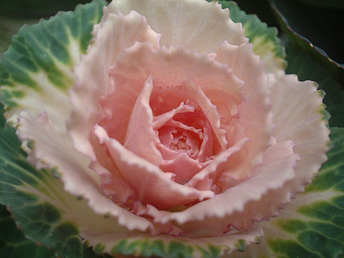 Rózsa alakú díszkel