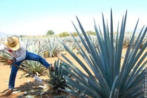 Tequila: az aztékok tudták mivel kell fogyni!