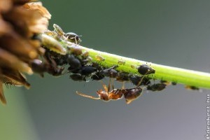 Károsak-e a kertben a hangyák?
