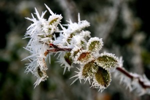 Dekoratív téli növényvédelem
