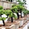 A bonsai leggyakoribb gombás betegségei