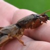 NEMASTAR – új biológiai rovarölő szer a lótücsök, a mocskospajor és a lószúnyog lárvák ellen
