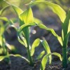 Növényvédő szerek kiskultúrás engedélyezését kezdte meg a Nébih