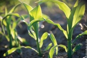 Növényvédő szerek kiskultúrás engedélyezését kezdte meg a Nébih