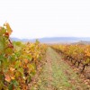 Növény-egészségügyi zárlatot rendeltek el Pécsen a szőlő aranyszínű sárgasága miatt