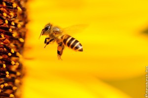 Decembertől csak üvegházban használhatók a méhekre veszélyes neonikotinoidok