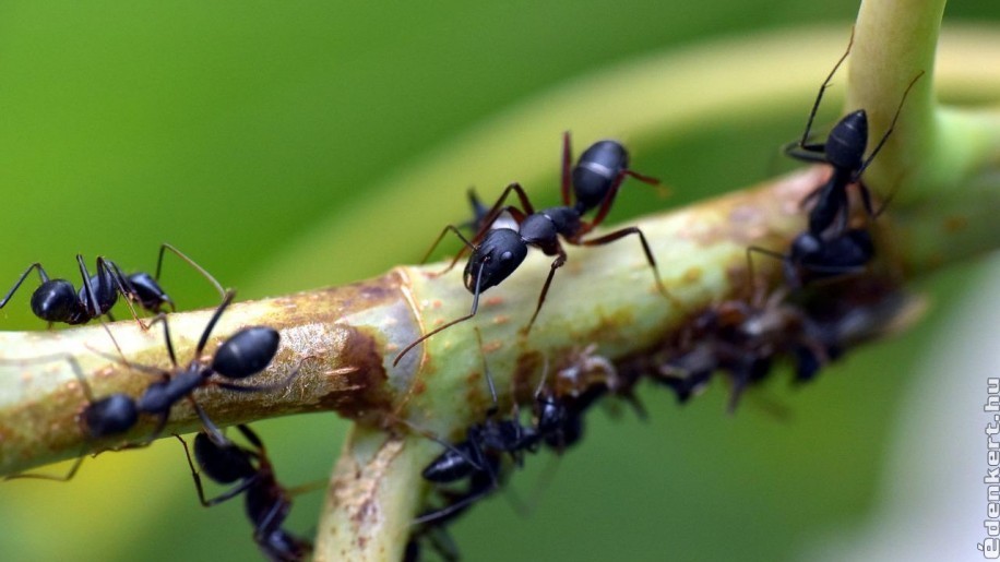 Így védekezhetünk hangyák ellen vegyszerek nélkül! Ezeket jó, ha tudod!