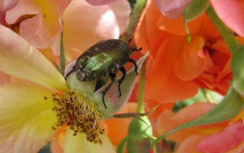 Aranyos rózsabogár: zizegő, zöld cirkáló. Ne félj tőle!