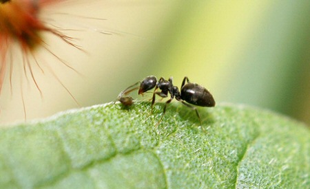 Károsak a kertben a hangyák?
