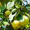 Keleti gyümölcsmoly fertőzés várható szeptember elején