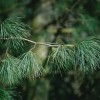 Örökzöld szépség: a Kanadai selyemfenyő