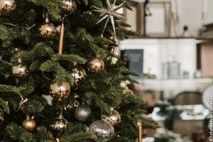 Melyik fenyőfajta a legjobb karácsonyfának? Itt a válasz!