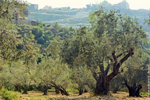 Olajfa: a gyógyítók és szentek fája