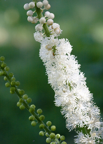 Actaea dahurica