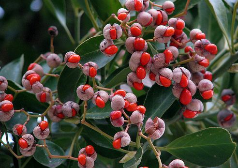 Euonymus fortunei