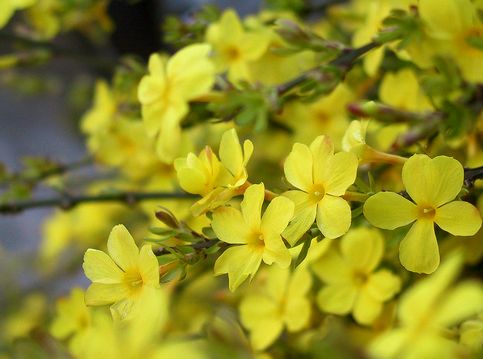 Jasminum nudiflorum