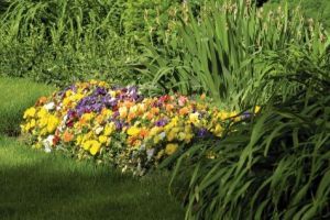 Bízza kertjét nyáron is a Scotts Díszpark műtrágyákra!