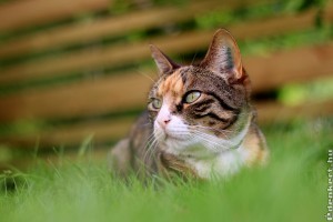 Hogyan akadályozzuk meg a macskát, hogy a virágágyásokban vagy  a kertben végezze el a dolgát?