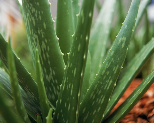 aloe-vera