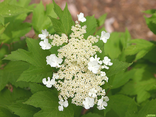 Viburnum trilobum