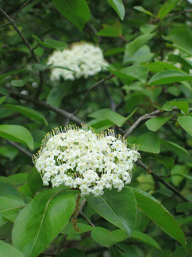 (Viburnum prunifolium