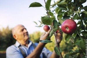 Szedd magad alma 2023: mutatjuk, hol juthatunk olcsóbban almához!
