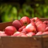 18 Ft-os lélektani áron az ipari alma ára Szabolcsban