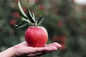 Mennyi az alma ára 2020 végén a piacon?