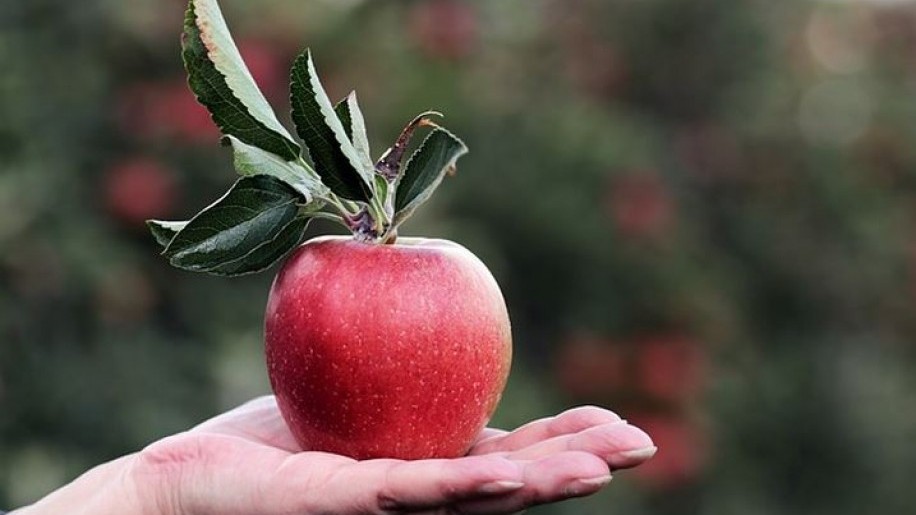 Mennyi az alma ára 2020 végén a piacon?