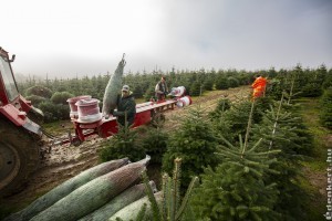 Karácsonyfa árak 2020: mennyiért lesz idén fenyőfánk?