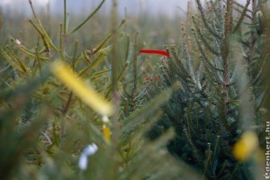 Karácsonyfa árak 2022: mélyen a zsebünkbe kell nyúlni