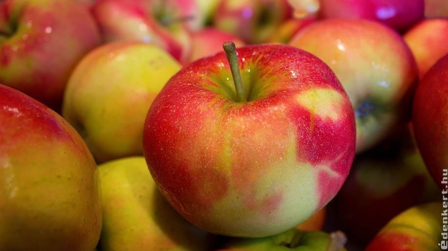 Döbbenetes, hogy mennyibe kerül 2022 őszén az alma
