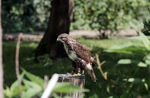 Hortobágyon működik Magyarország egyetlen madárkórháza