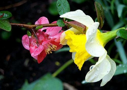 Októberben 100 db virághagymát nyerhetsz az Édenkert.hu fotójátékán