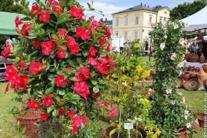 Virágözön a fehérvárcsurgói Károlyi-kastélyban