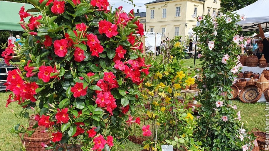 Virágözön a fehérvárcsurgói Károlyi-kastélyban