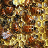 Most indult meg a méhcsaládok fejlődése