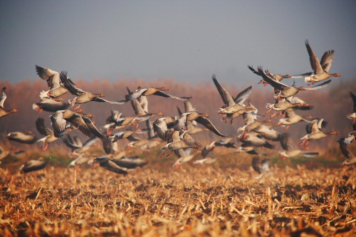 20 000 madár telel a tatai Öreg tavon - rekordra készül a Vadlúd sokadalom
