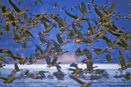 20 000 madár telel a tatai Öreg tavon - rekordra készül a Vadlúd sokadalom