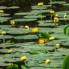 Telepítsünk vízitököt a kerti tóba (Nuphar lutea)!