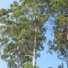 Ismerjük meg a rágógumi fát (Sapodilla)!